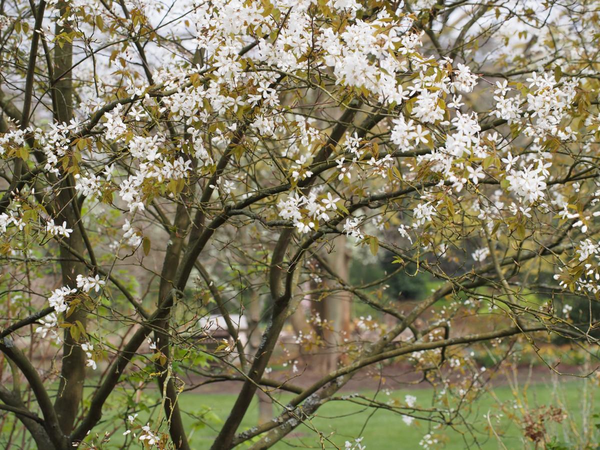 June Berry, Serviceberry plant
